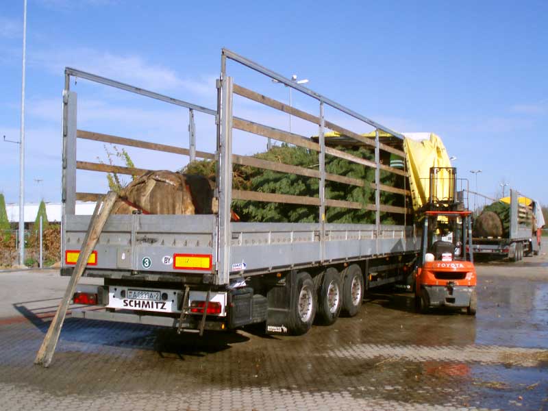 Organisation und Planung des Transports und der Logistik von 25 Sattelzügen mit Bäumen